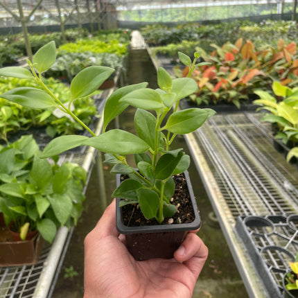 Lipstick Plant
