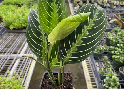 Maranta 'Lemon Lime'