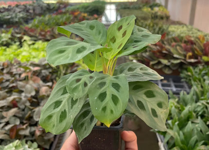 Maranta 'Leuconeura'