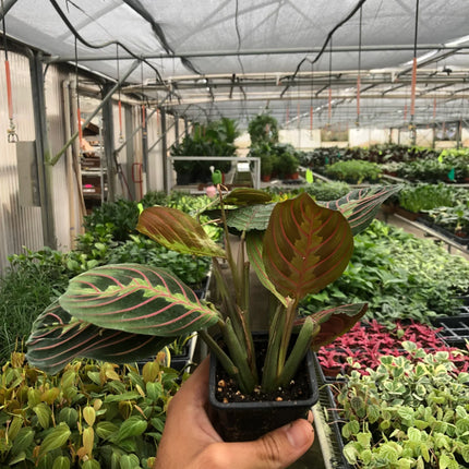 Maranta Red Prayer