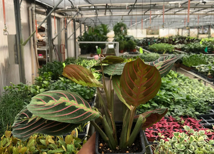 Maranta Red Prayer