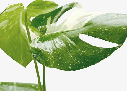 Monstera 'Thai Constellation'
