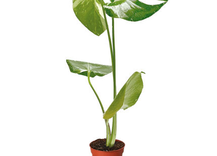 Monstera 'Thai Constellation'