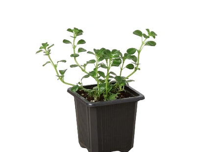 Nettle 'Baby's Tear'