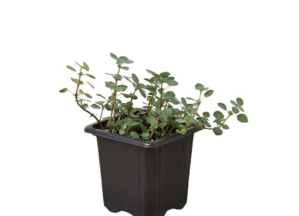 Nettle 'Silver Sparkle'