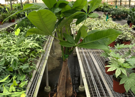 Money Tree 'Guiana Chestnut' Pachira Braid