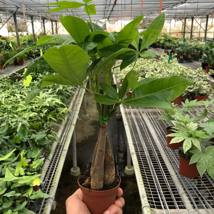 Money Tree 'Guiana Chestnut' Pachira Braid