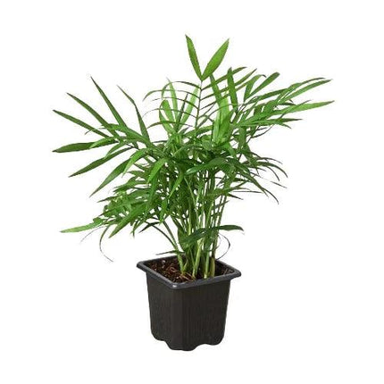 Parlor Palm | Live Plant for Indoor & Outdoor | House Plant Decor