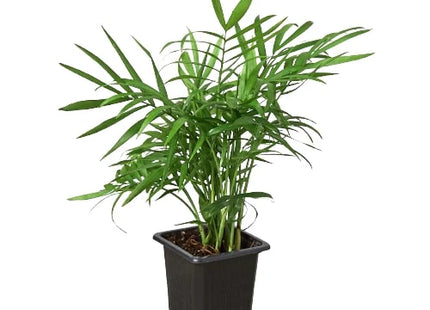Parlor Palm