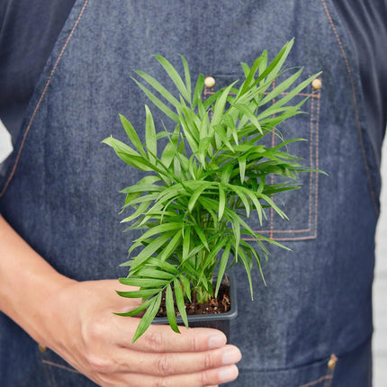 Parlor Palm | Live Plant for Indoor & Outdoor | House Plant Decor