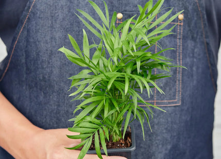 Parlor Palm