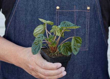 Peperomia 'Ripple'