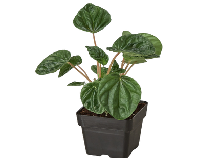 Peperomia 'Ripple'