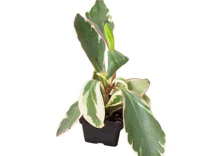 Peperomia 'Ginny'