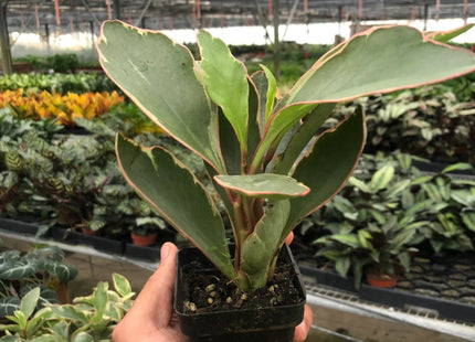 Peperomia 'Ginny'