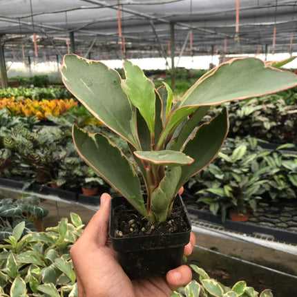 Peperomia 'Ginny'
