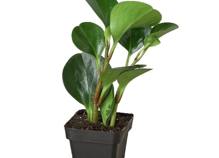 Peperomia Thailand