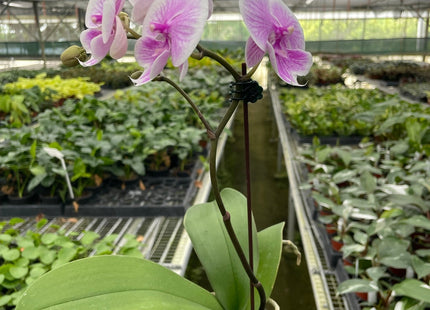 Orchid 'Light Pink Phalaenopsis'
