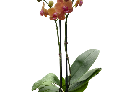 Orchid 'Orange Phalaenopsis'