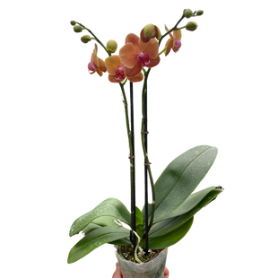 Orchid 'Orange Phalaenopsis'