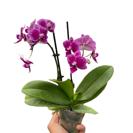 Orchid 'Purple Spotted Phalaenopsis'