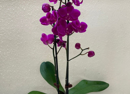 Orchid 'Purple Phalaenopsis'