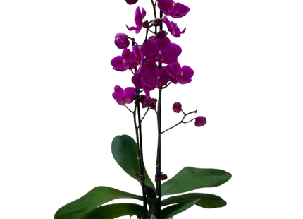 Orchid 'Purple Phalaenopsis'