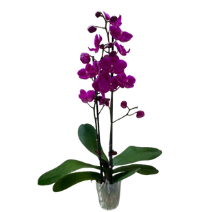 Orchid 'Purple Phalaenopsis'