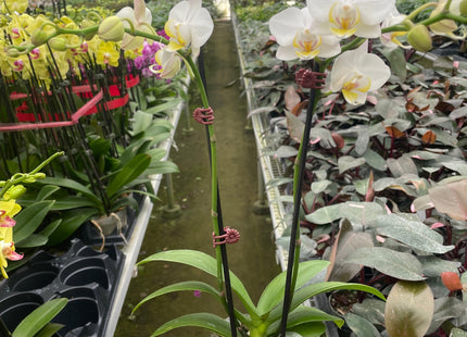 Orchid 'White Phalaenopsis'