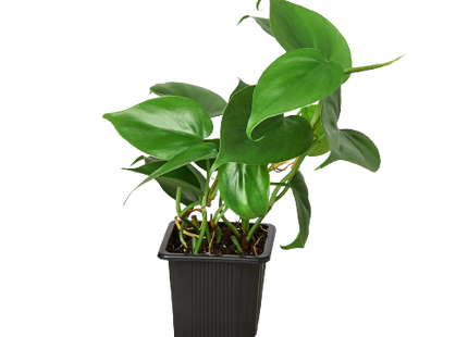Philodendron Cordatum Heartleaf