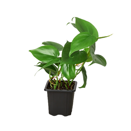 Philodendron Cordatum Heartleaf