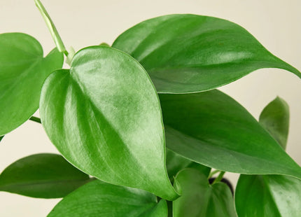 Philodendron Cordatum Heartleaf