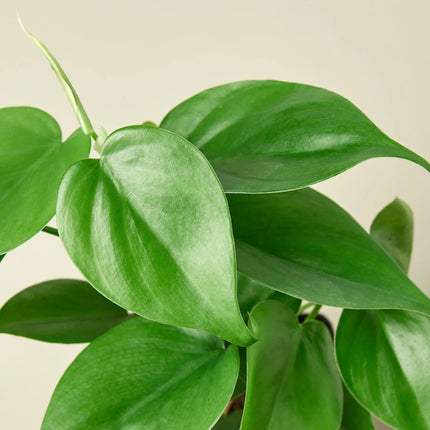 Philodendron Cordatum Heartleaf