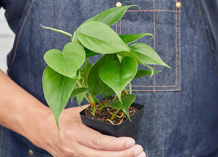 Philodendron Cordatum Heartleaf