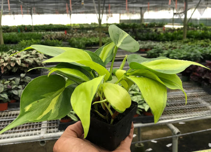 Philodendron 'Brasil'