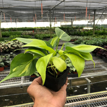 Philodendron 'Brasil'