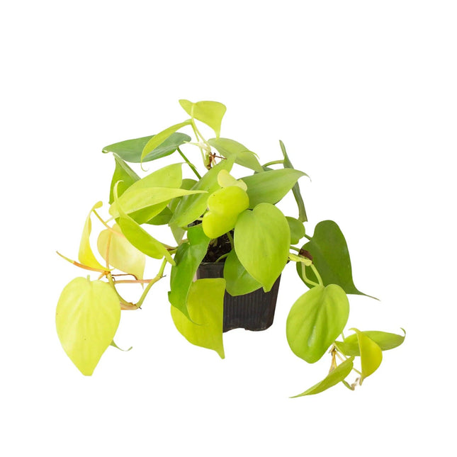 Philodendron 'Neon' | Live Plant for Indoor & Outdoor | House Plant Decor