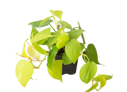 Philodendron 'Neon'