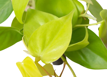 Philodendron 'Neon'
