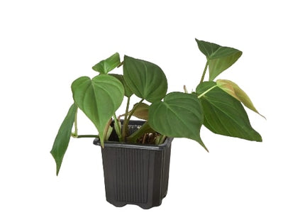 Philodendron 'Velvet'