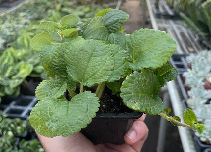 Pilea 'Crinkle'