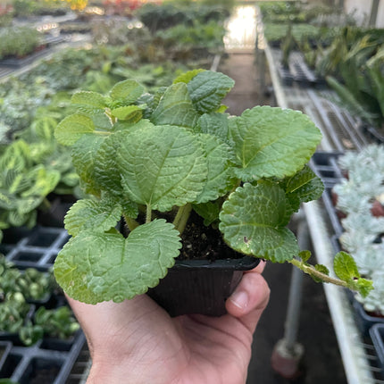 Pilea 'Crinkle'