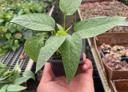Pothos 'Cebu Blue'