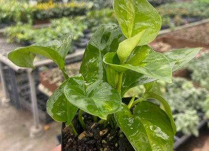 Pothos 'Global Green'