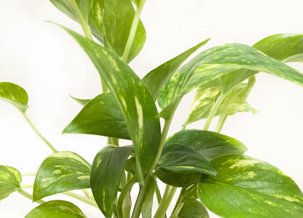 Pothos 'Golden'