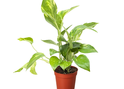 Pothos 'Golden'