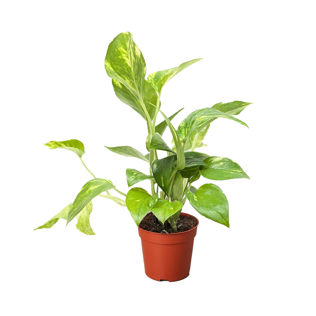 Pothos 'Golden'