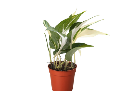 Pothos 'Mutant Manjula'