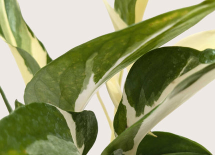 Pothos 'Mutant Manjula'