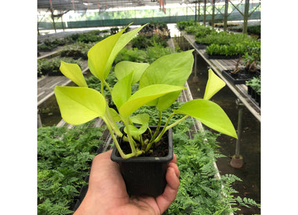 Pothos 'Neon'